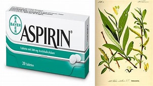 Image result for aspirin and willow bark. Size: 285 x 160. Source: goodnewsplanet.com